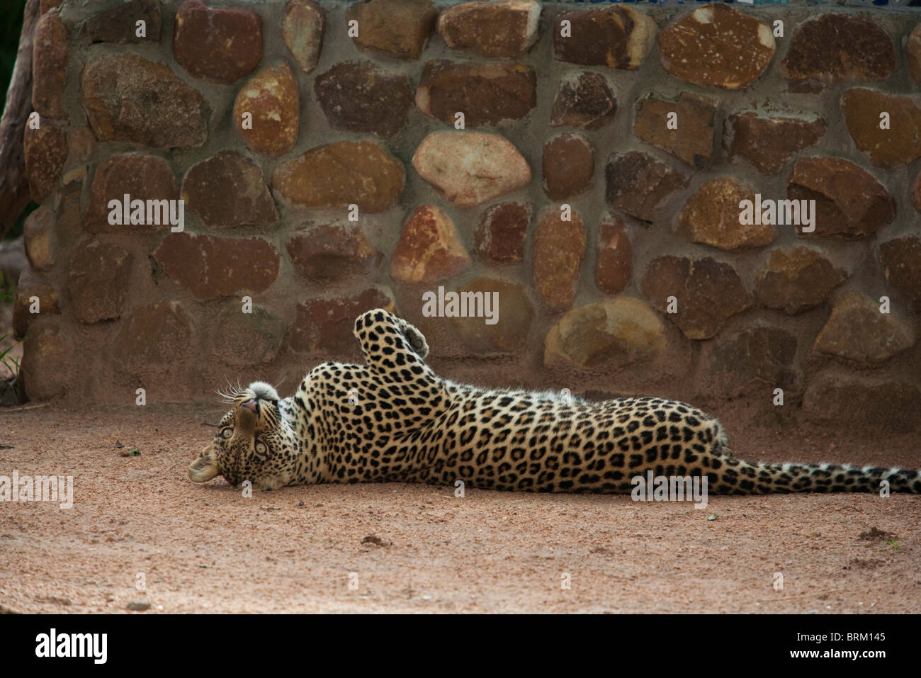 Un giocoso abituare maschio leopard giacente sulla sua schiena contro un muro di pietra Foto Stock