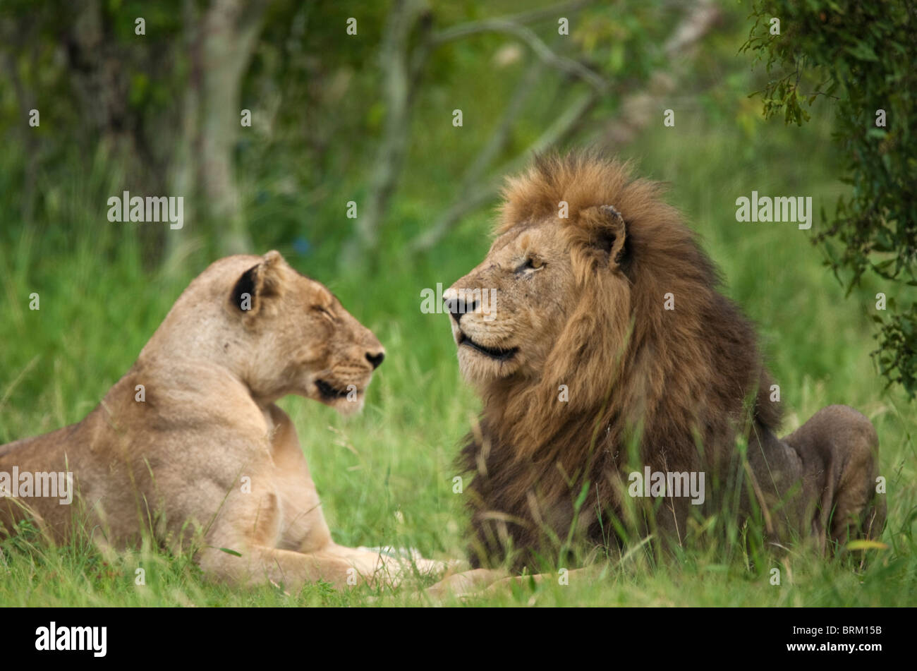 Ritratto di un maschio e femmina lion seduti insieme Foto Stock