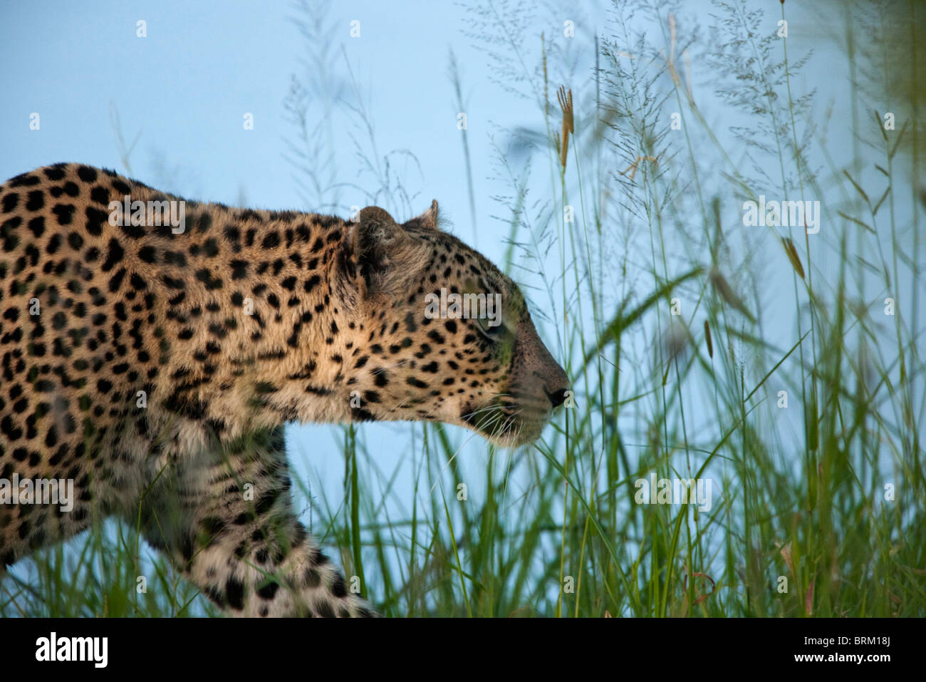 Ritratto di un leopard stalking attraverso l'erba verde Foto Stock