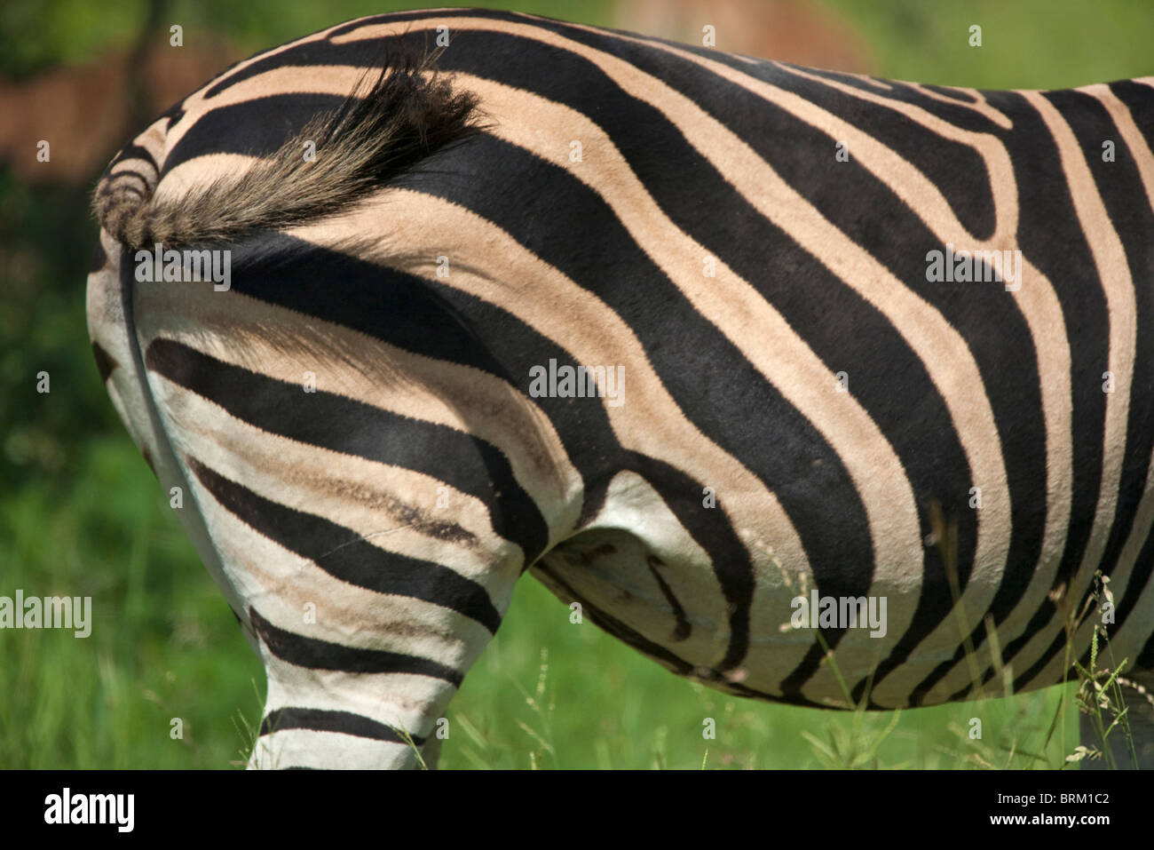 Side-on close up di un Burchell's zebra Foto Stock