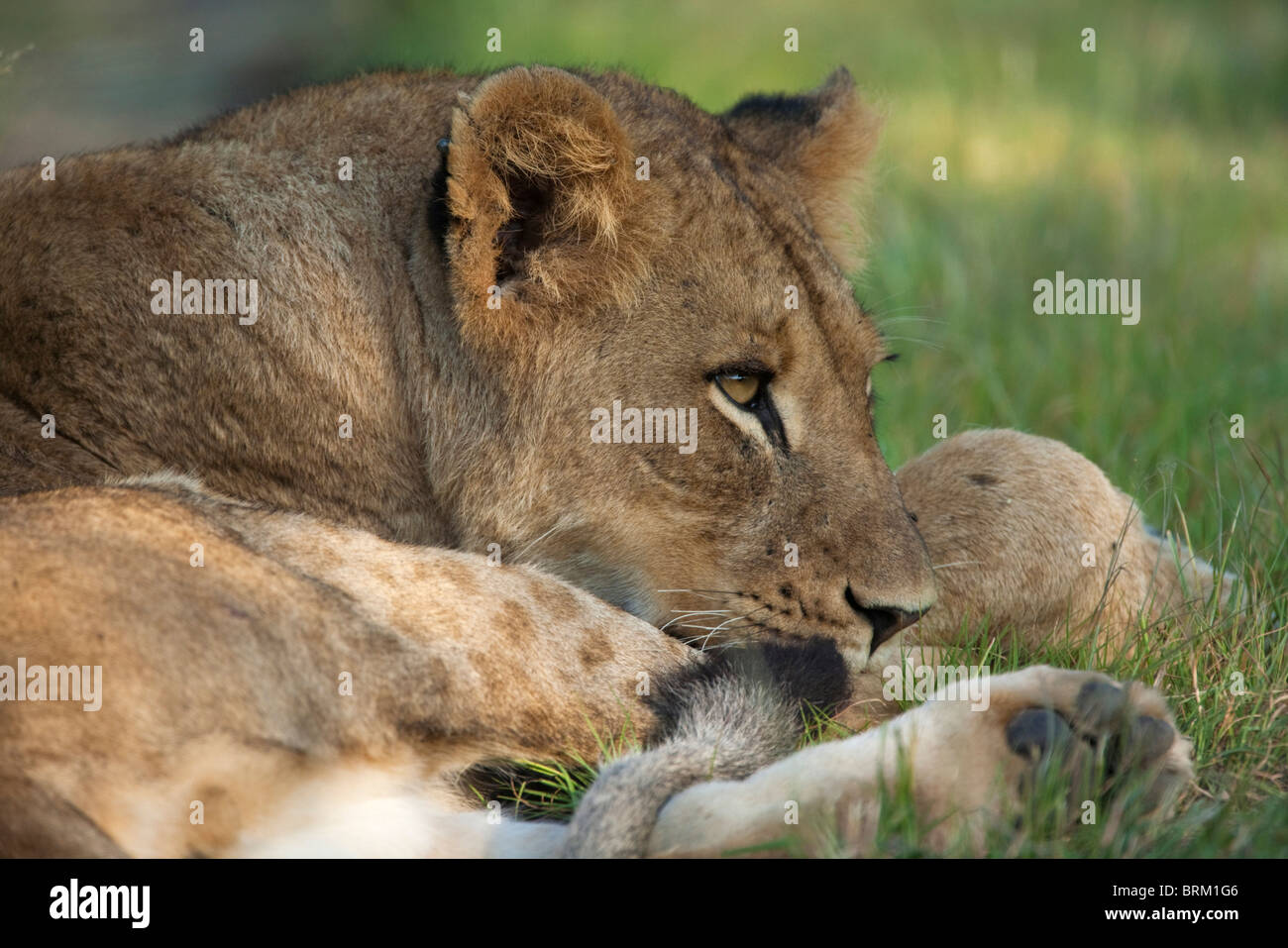 Ritratto di un Lion cub in appoggio Foto Stock