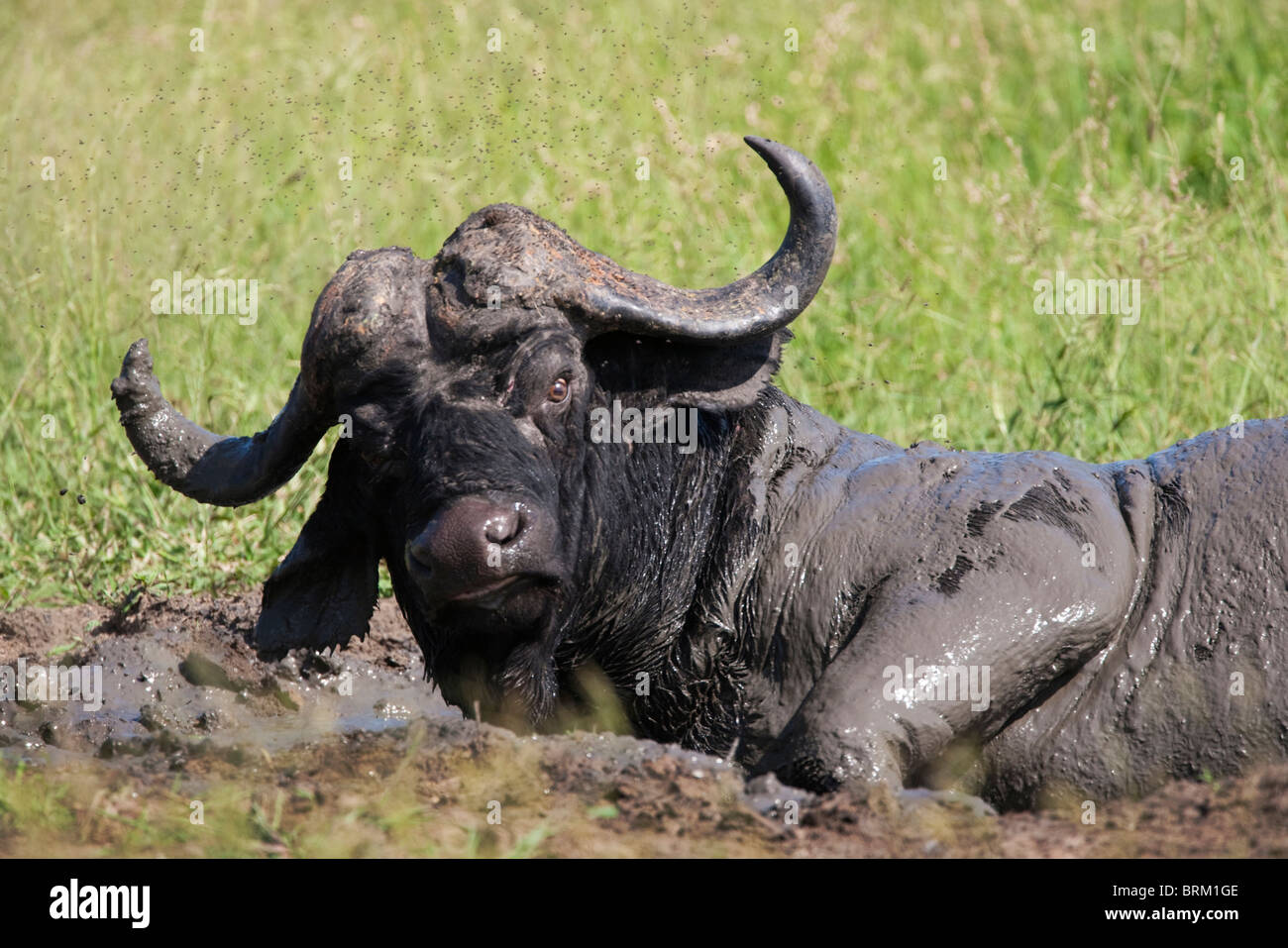Ritratto di un bufalo rotolamento in un fango sguazzare Foto Stock