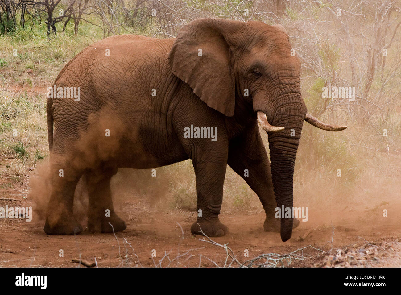 Elephant sollevando la polvere rossa Foto Stock