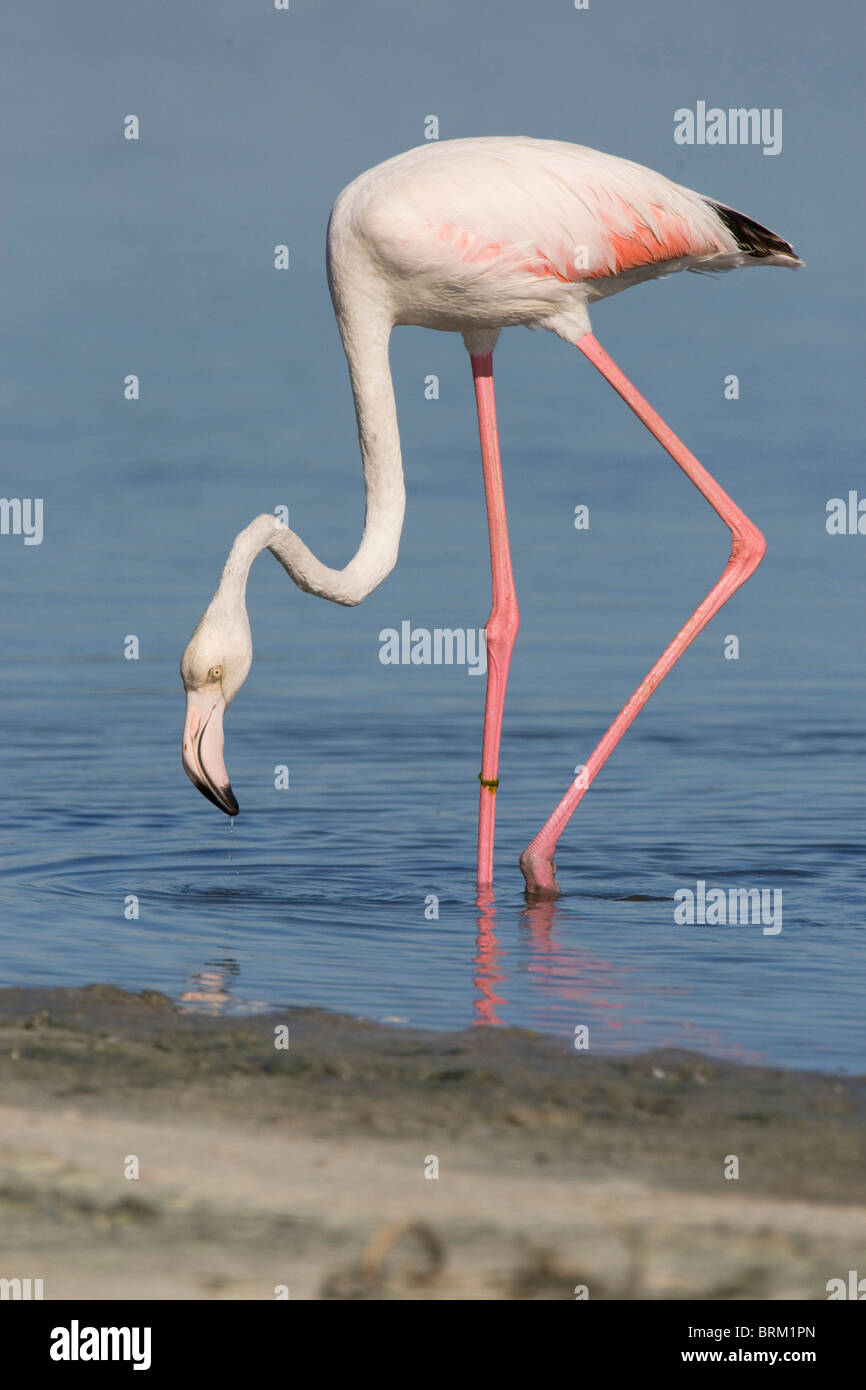 Fenicottero maggiore abbassando la sua testa verso acqua con una gamba piegata Foto Stock
