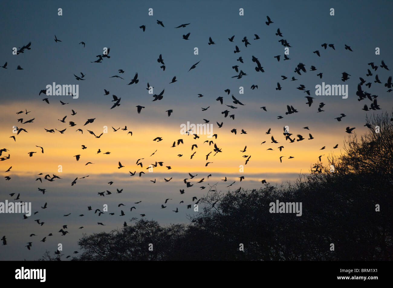 Rooks Corvus frugilegus arrivando a roost a Buckenham Norfolk inverno Foto Stock
