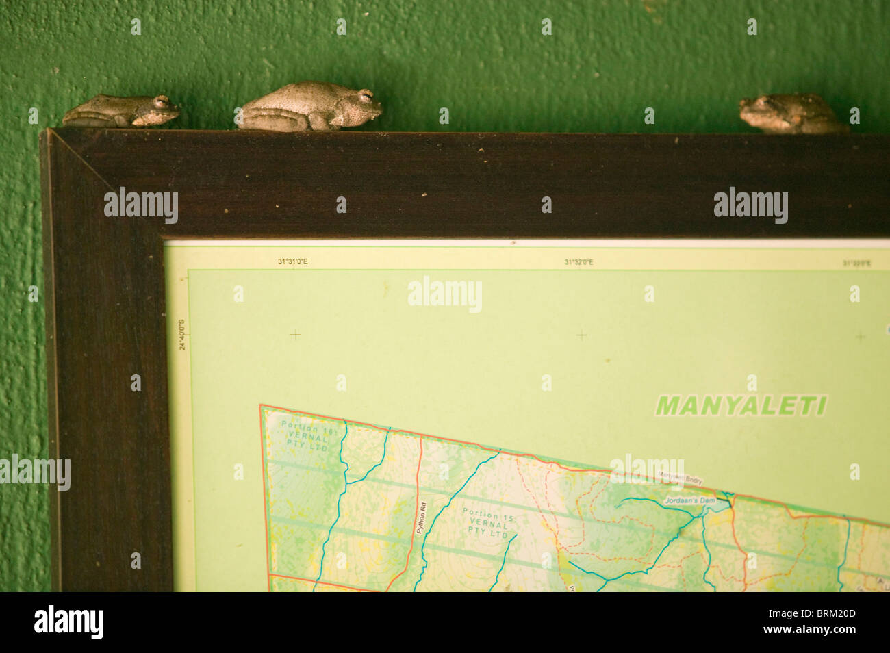 Tre Rane di albero seduto su una tavola di legno cornice immagine a bush lodge Foto Stock