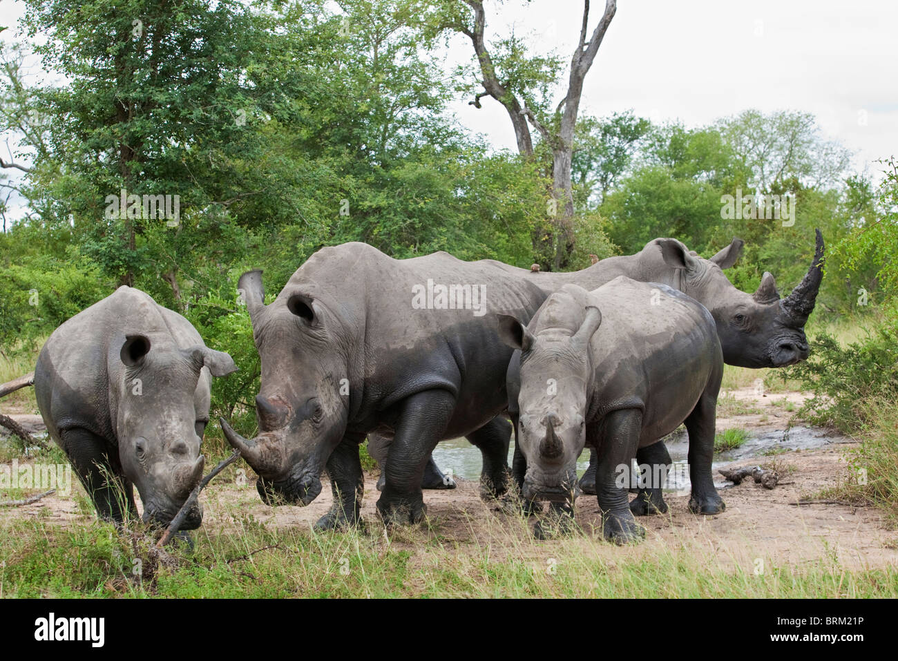 Una mandria di rinoceronte bianco in piedi nel gruppo in prossimità di un foro per l'acqua Foto Stock