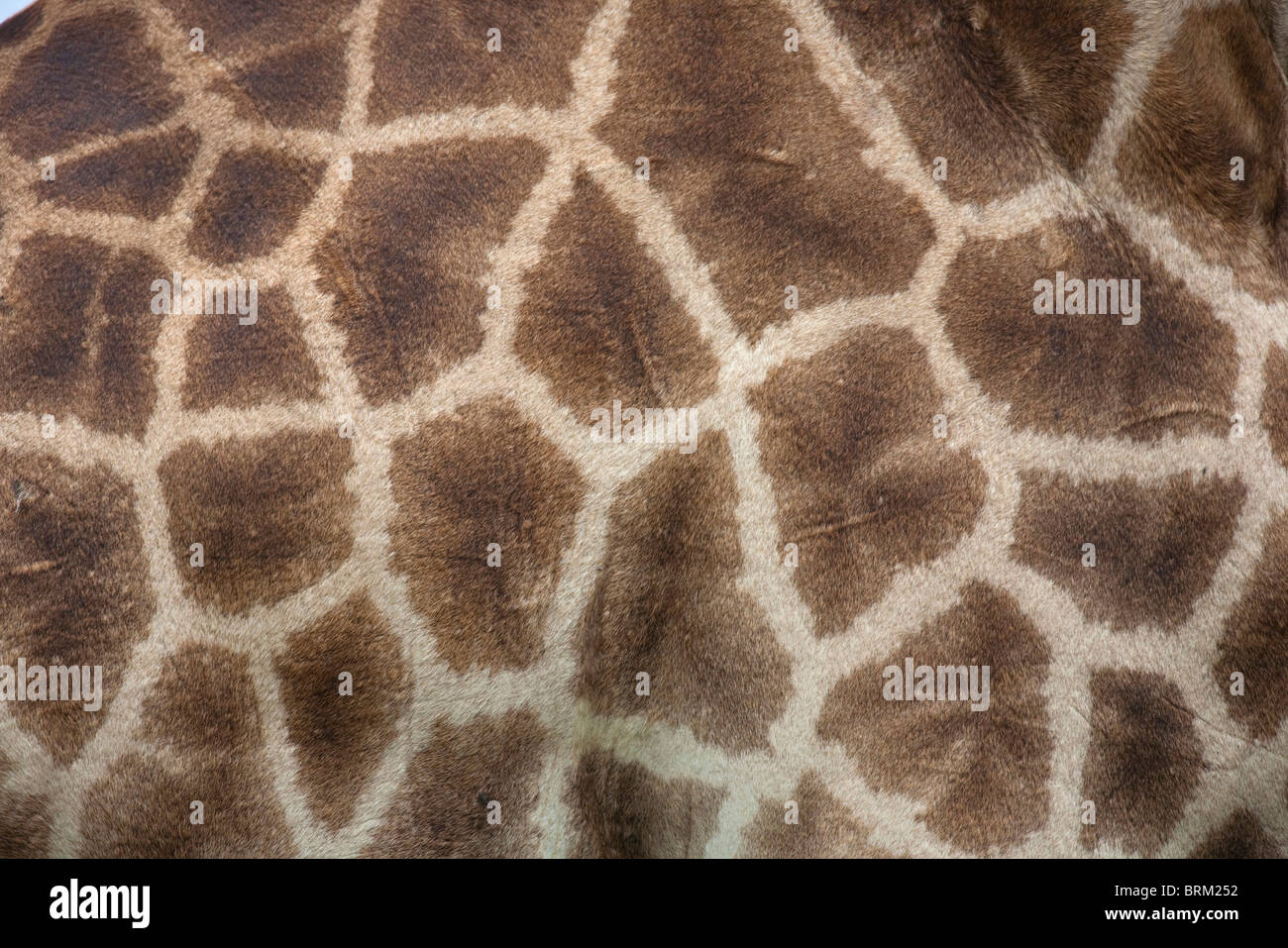 Primo piano di una giraffa di pelle Foto Stock
