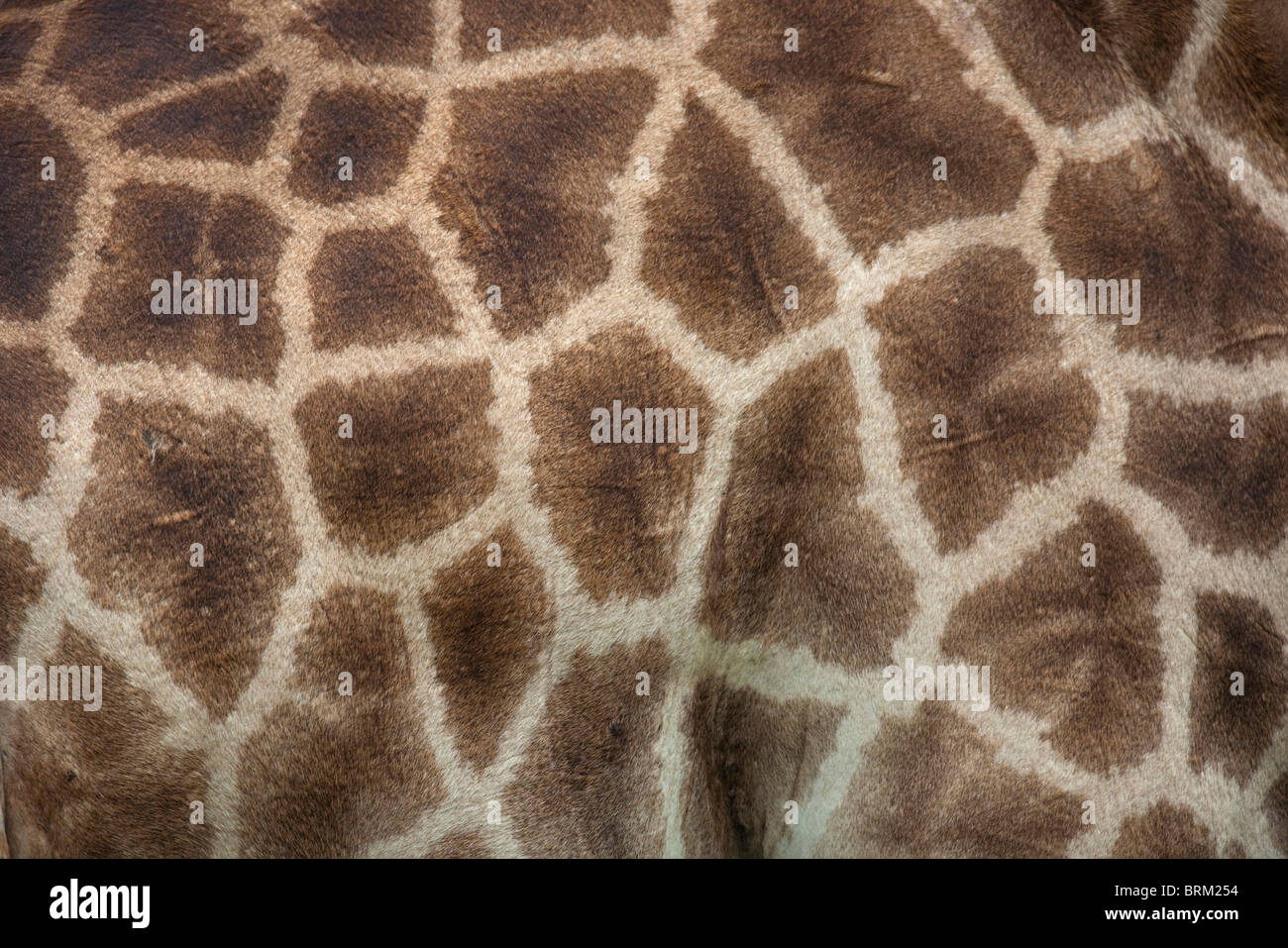 Primo piano di una giraffa di pelle Foto Stock