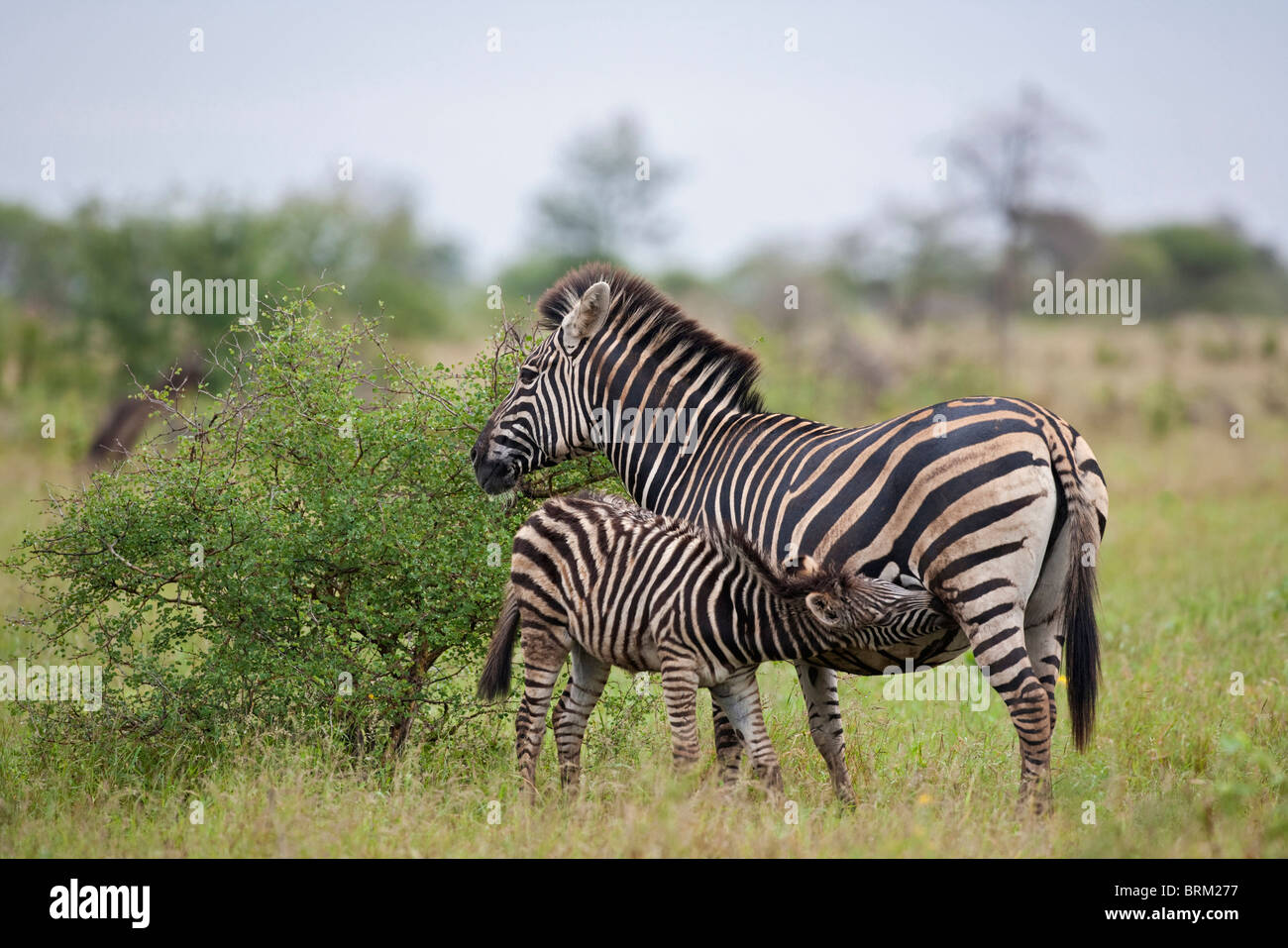 Baby zebra bere da sua madre Foto Stock