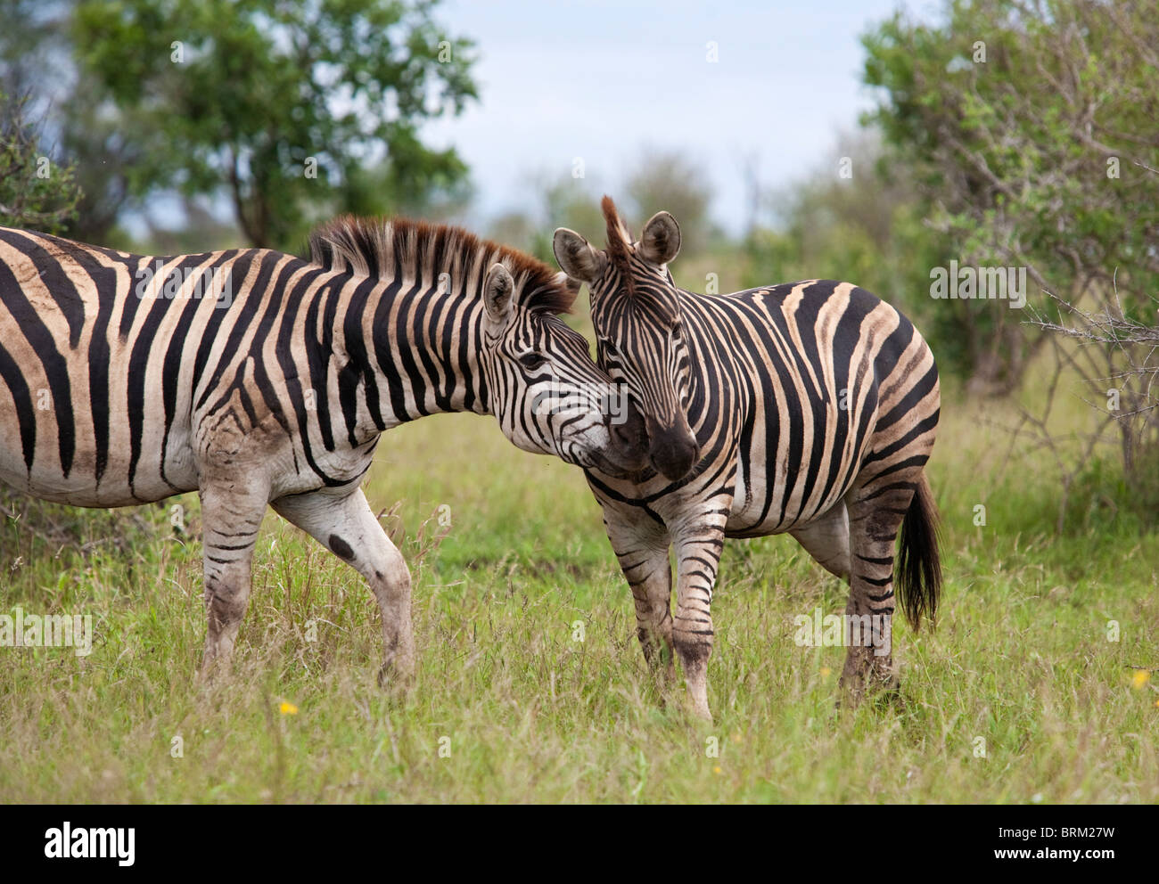 Due zebre interagire Foto Stock