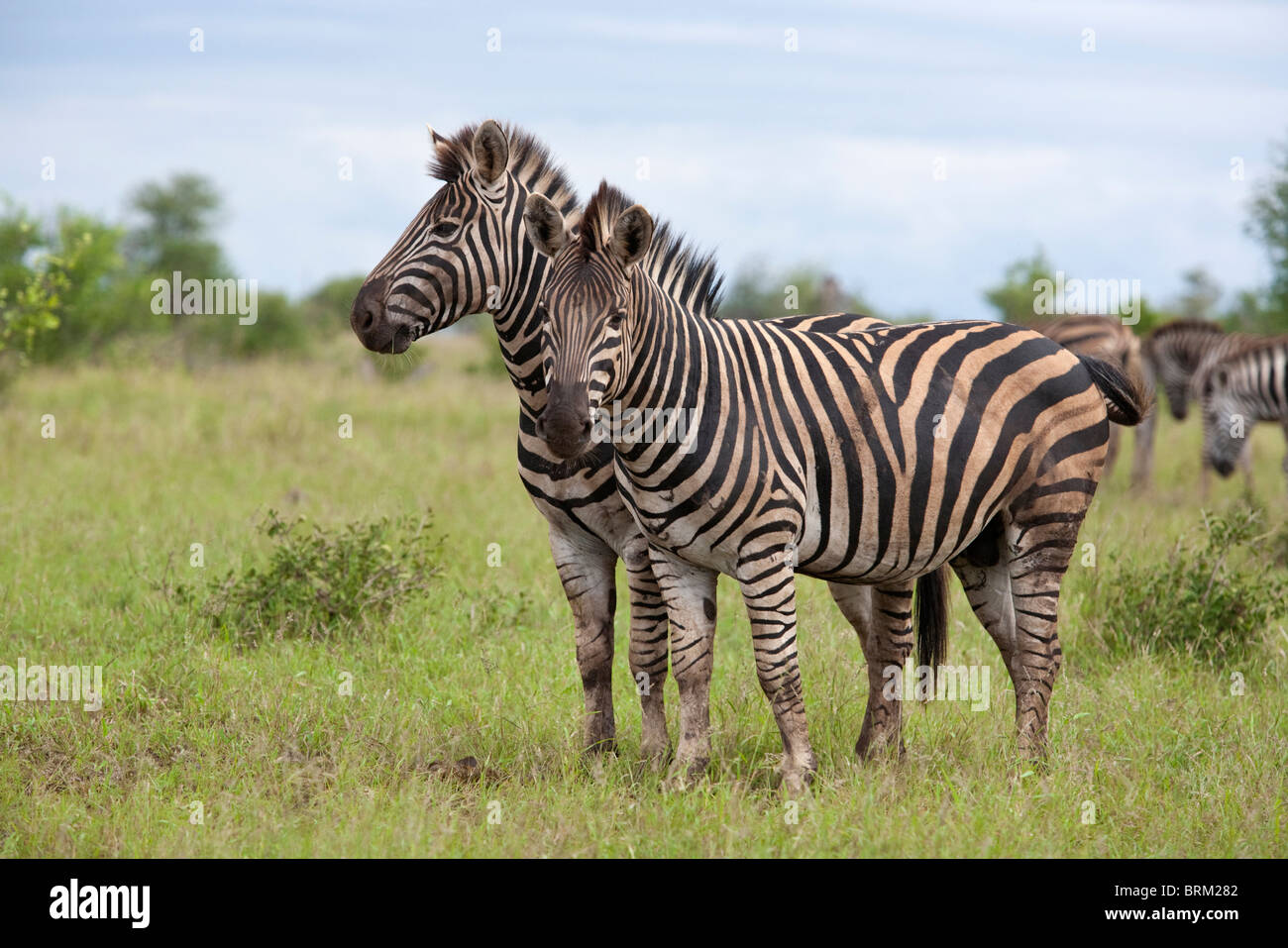 Due zebra in piedi a fianco a fianco Foto Stock