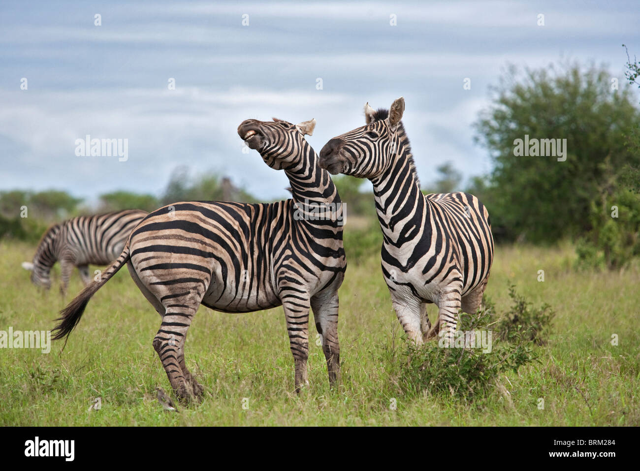 Due maschio zebre sparring Foto Stock