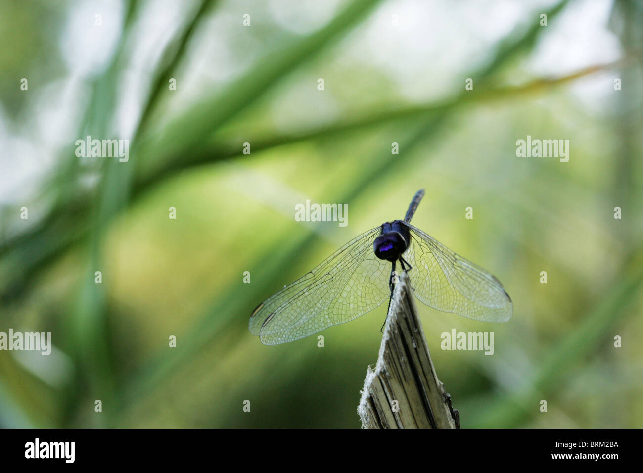 Una libellula a riposo con vegetazione sfocata in background Foto Stock