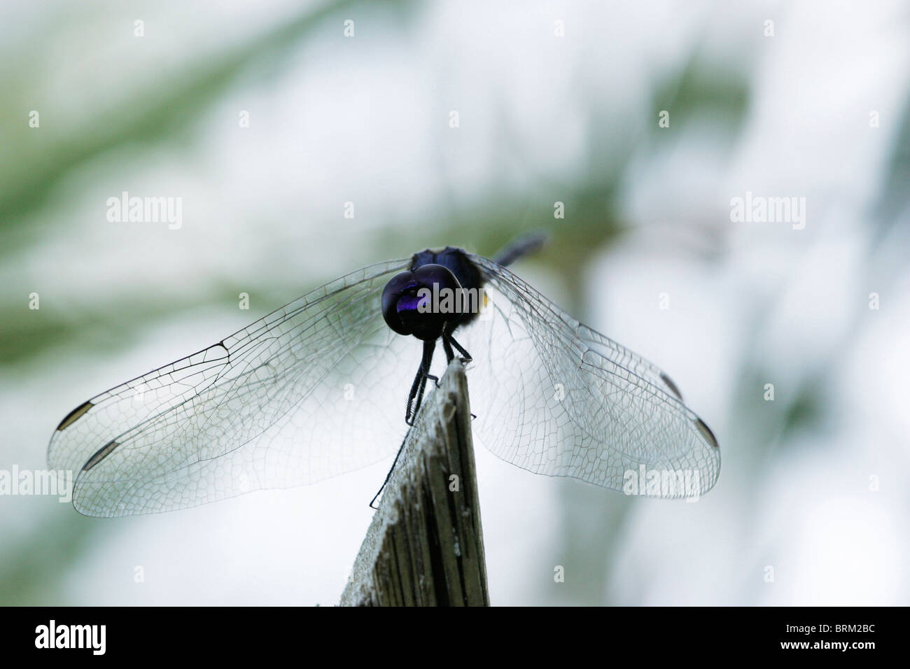 Una libellula a riposo con vegetazione sfocata in background Foto Stock