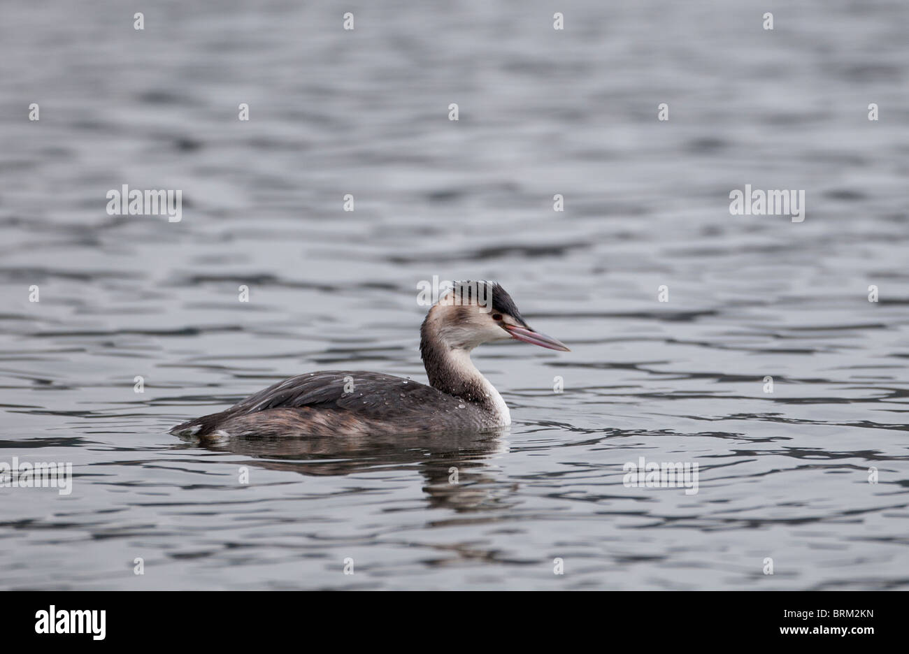 Svasso maggiore Podiceps cristatus in allevamento non piumaggio invernale di Norfolk Foto Stock