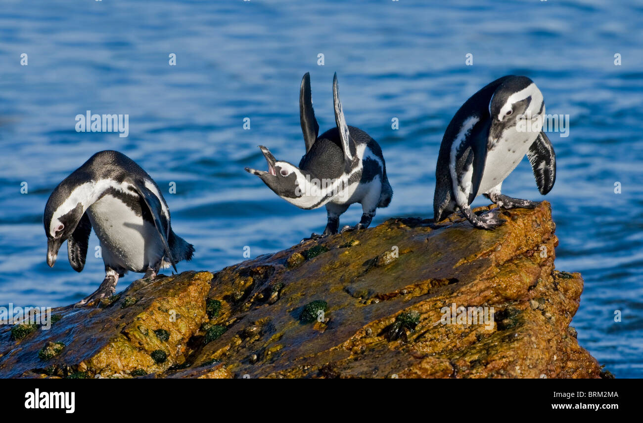 I Penguins africani in piedi su una roccia con un individuo apparentemente gridava a un altro Foto Stock