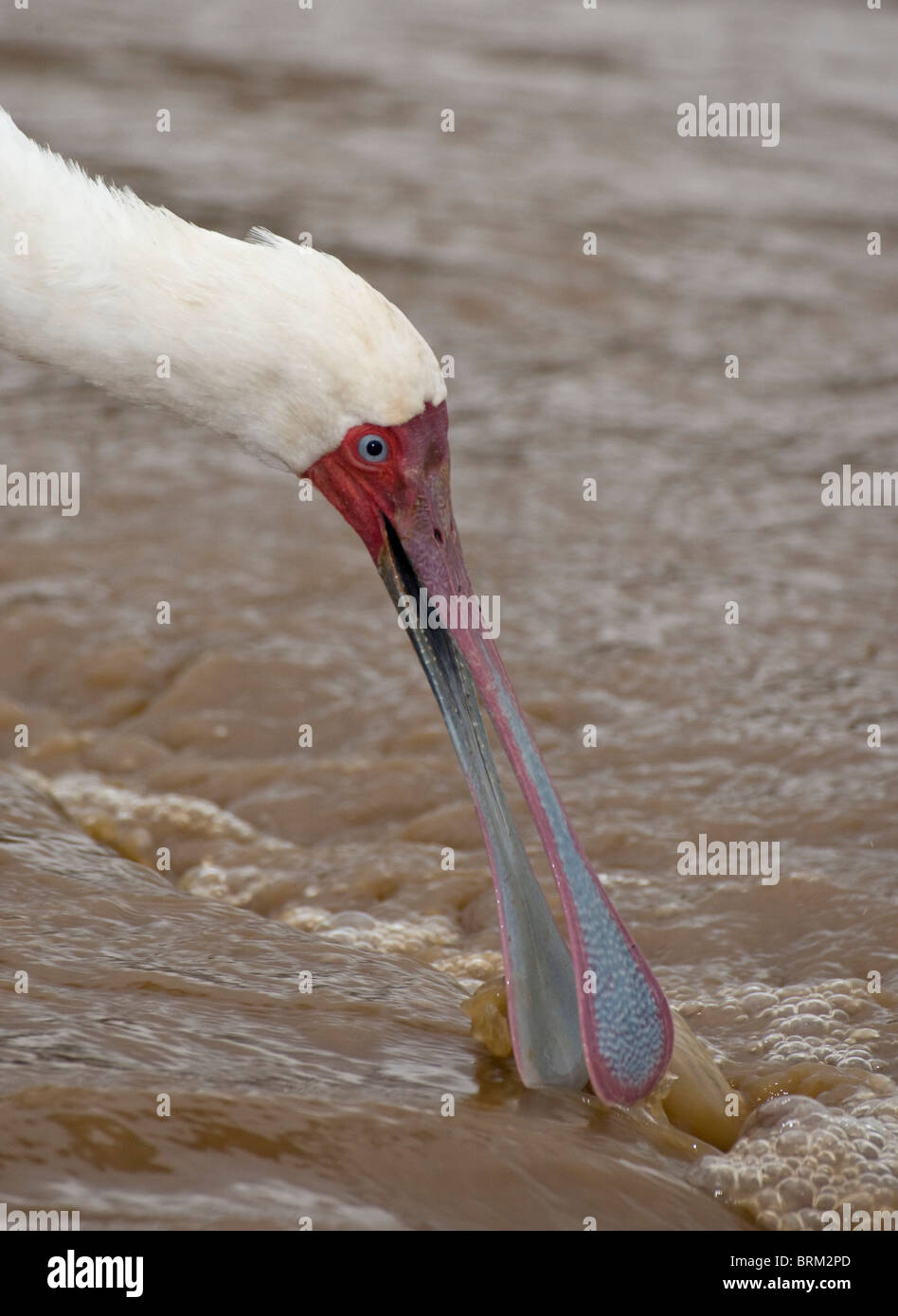 Ritratto di un platalea alba alimentazione in acqua torbida. Foto Stock