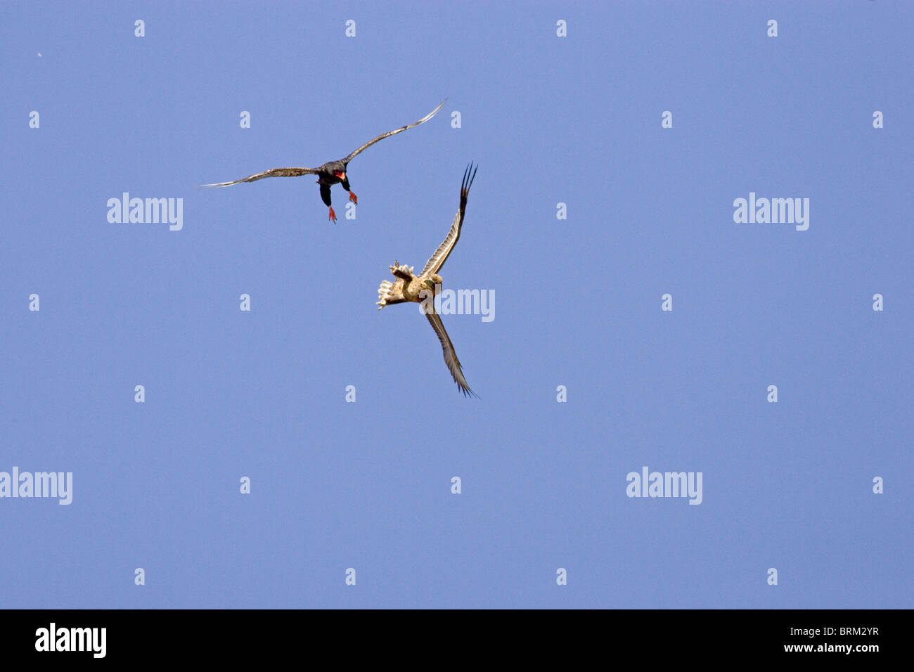 Bateleur in combattimento aereo Foto Stock
