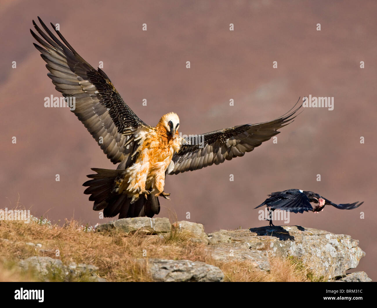 Gipeto (Lammergeier) in atterraggio a un avvoltoio ristorante come un pied crow vola fuori con un frammento osseo Foto Stock