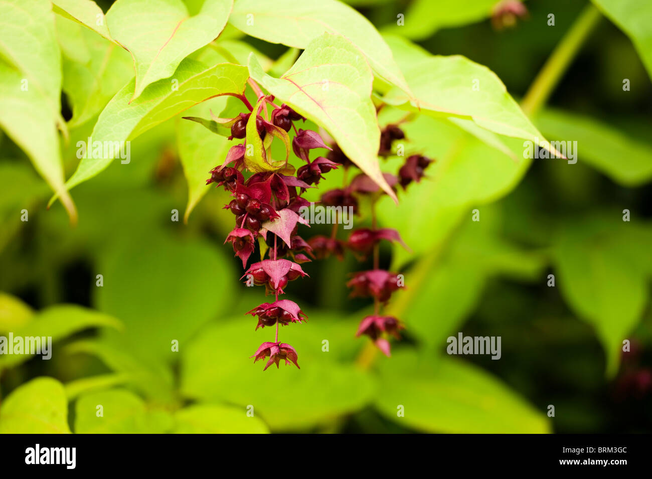 Leycesteria formosa, fagiano Berry o Himalayan caprifoglio Foto Stock