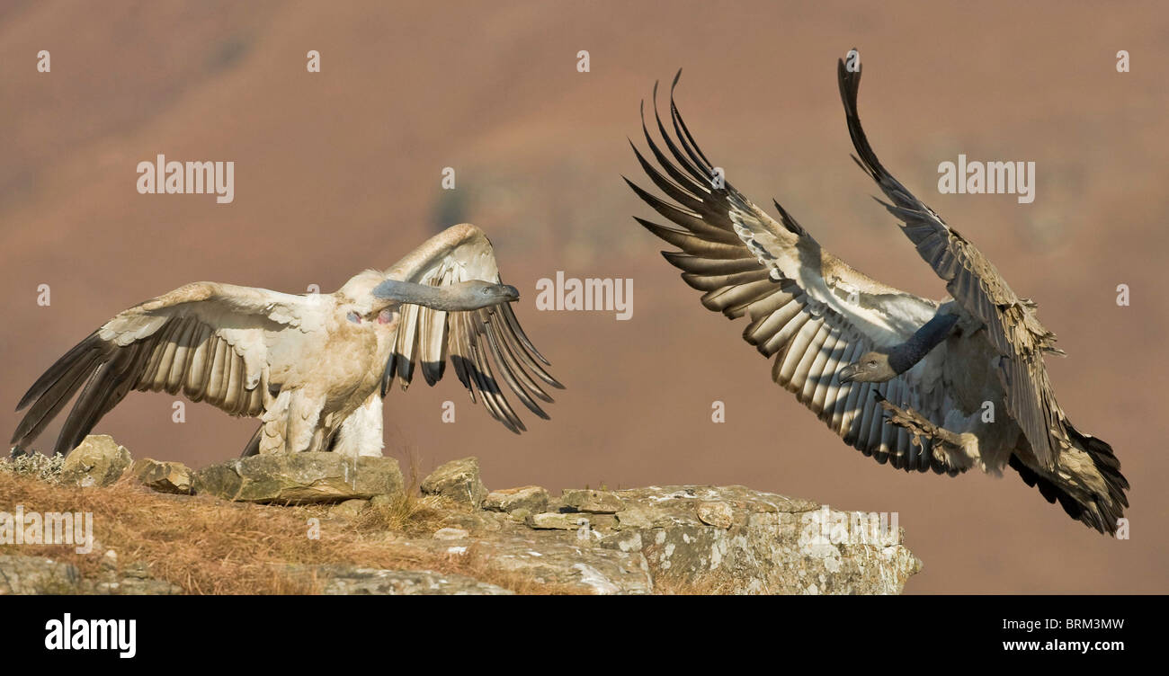 Cape vulture in atterraggio a un avvoltoio ristorante Foto Stock