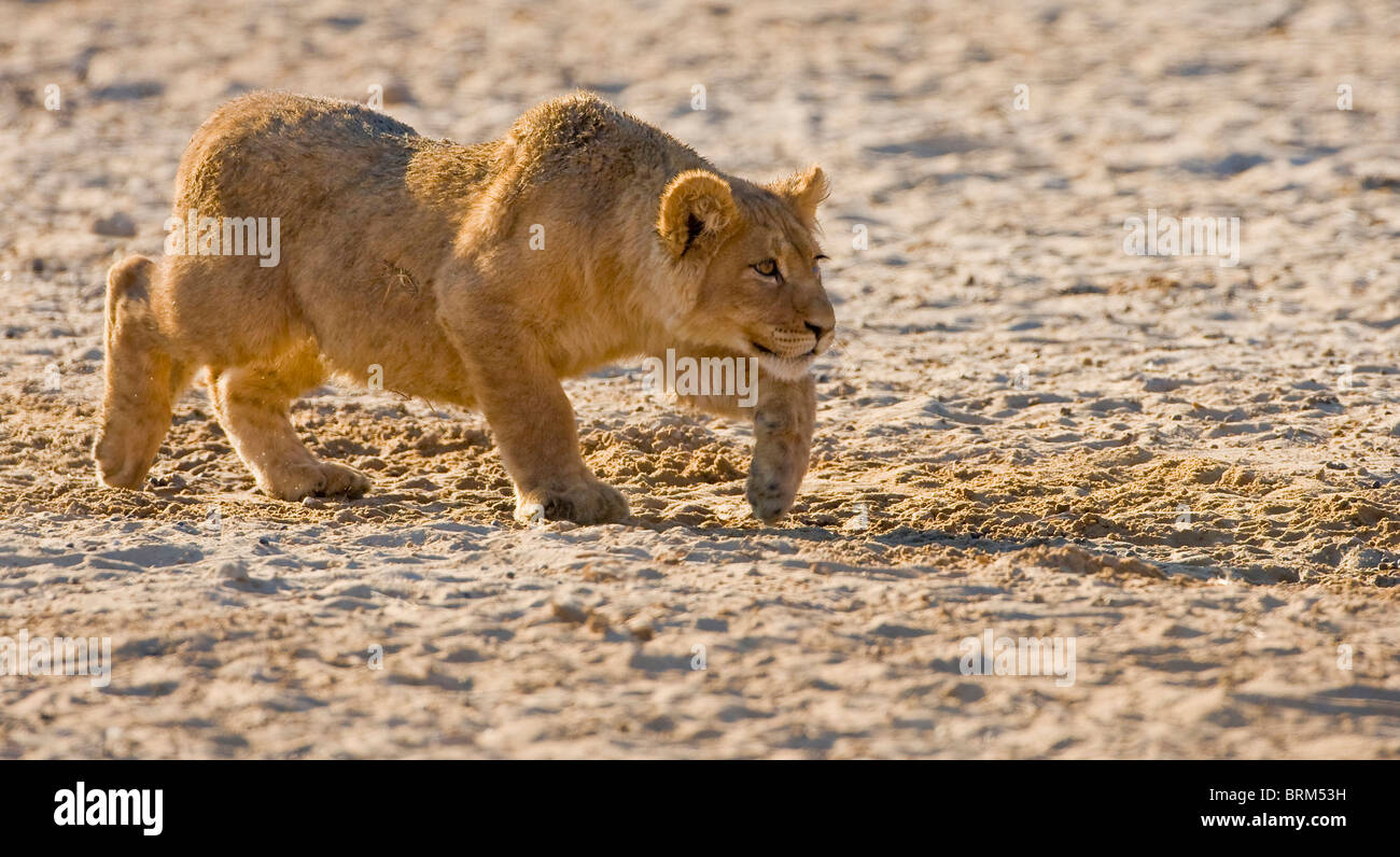 Lion cub stalking Foto Stock