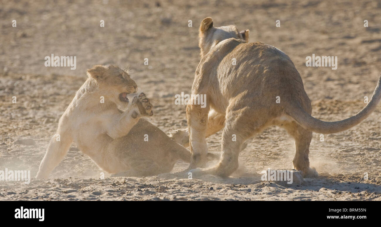 Lion cubs giocare combattimenti Foto Stock