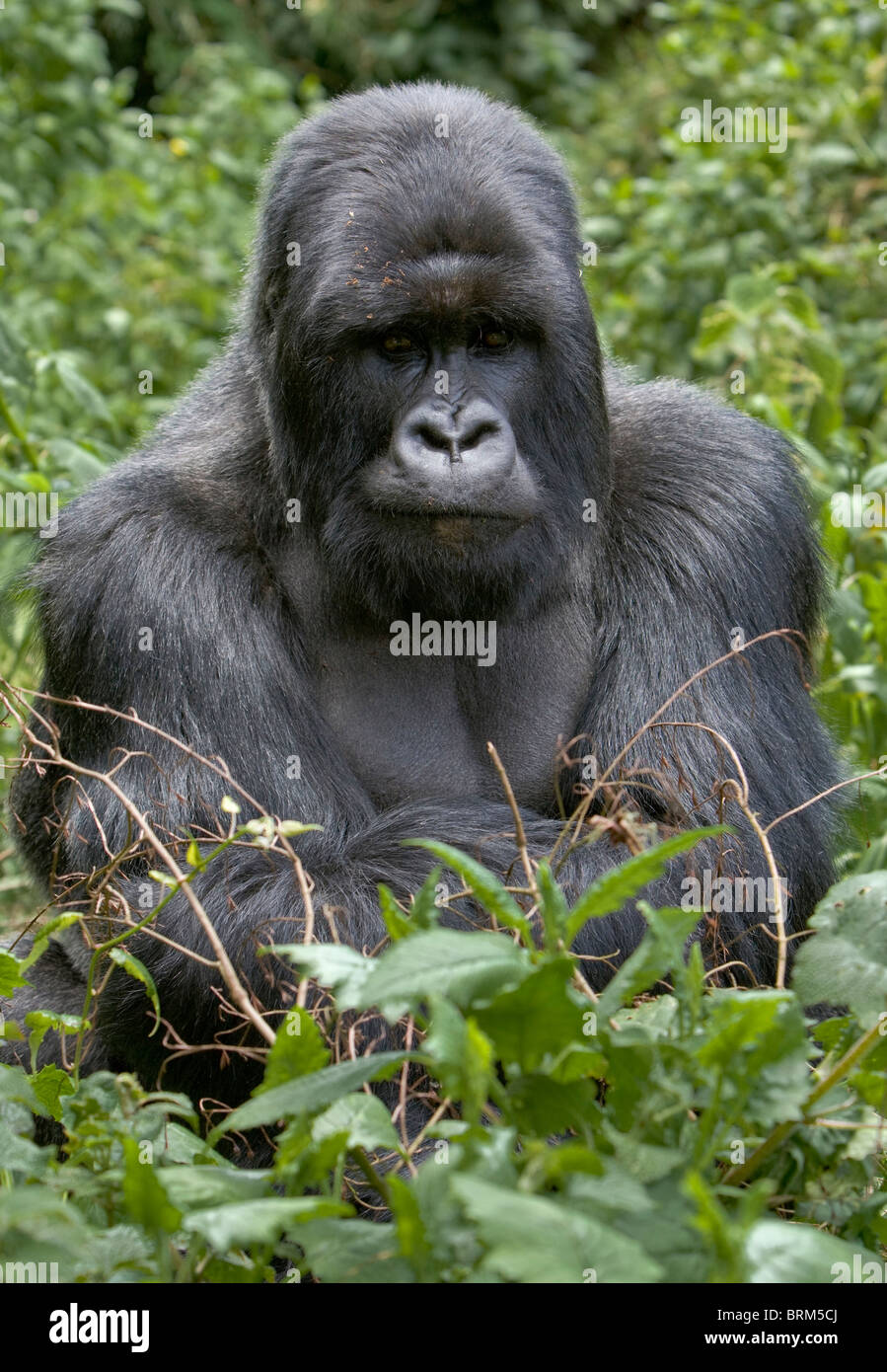 Gorilla di Montagna ritratto Foto Stock