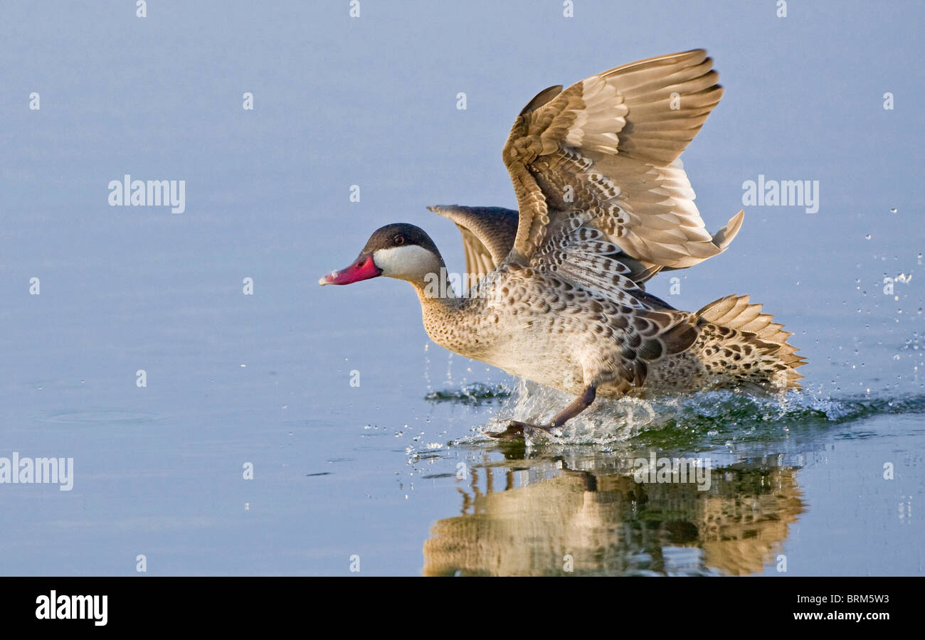 Rosso-fatturati teal lo sbarco in acqua Foto Stock