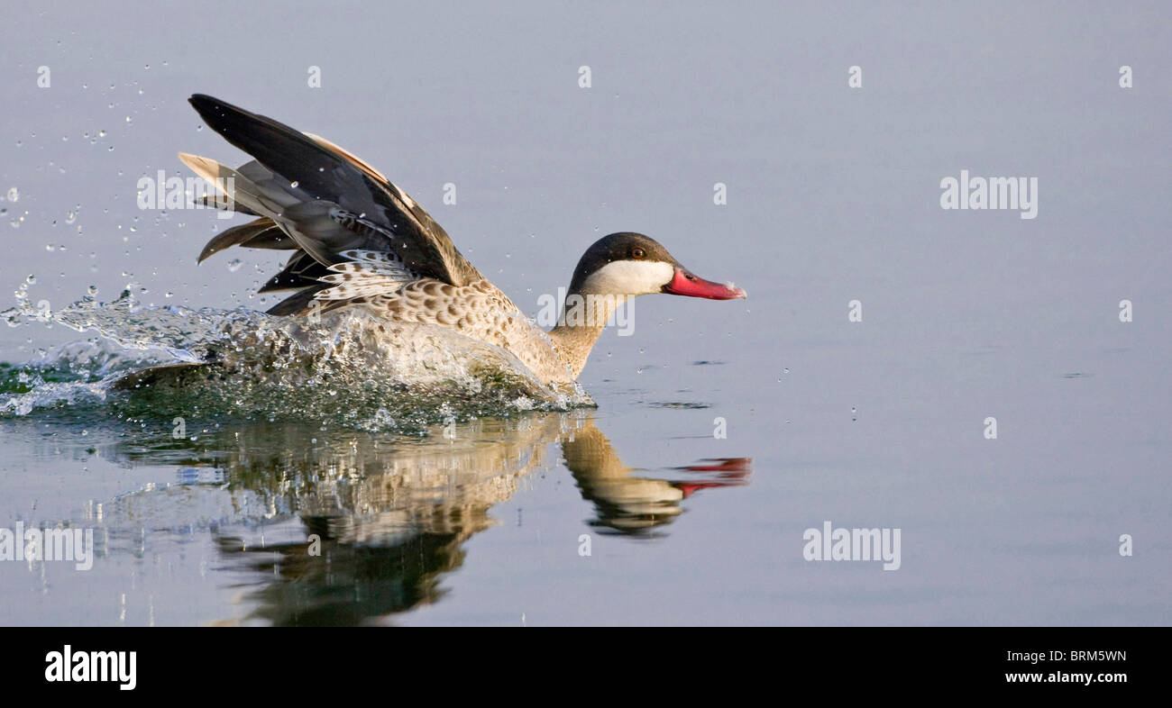 Rosso-fatturati teal lo sbarco in acqua Foto Stock