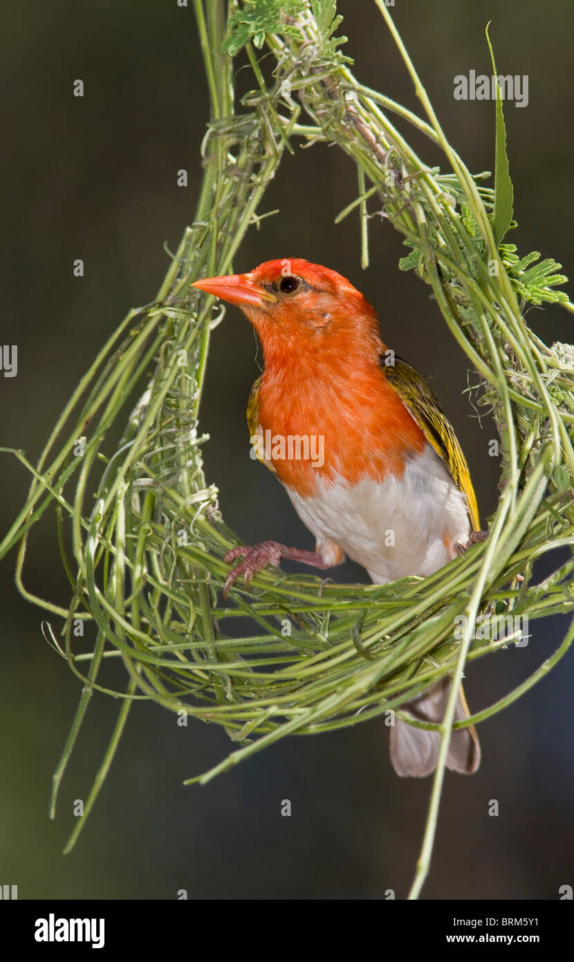 Red-headed weaver Foto Stock