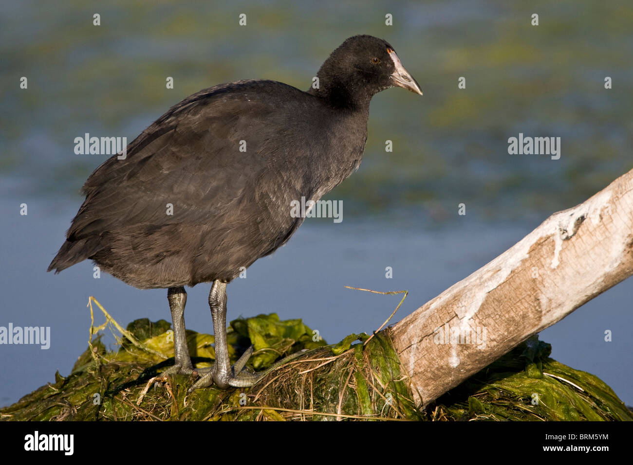 Rosso-pomello coot Foto Stock