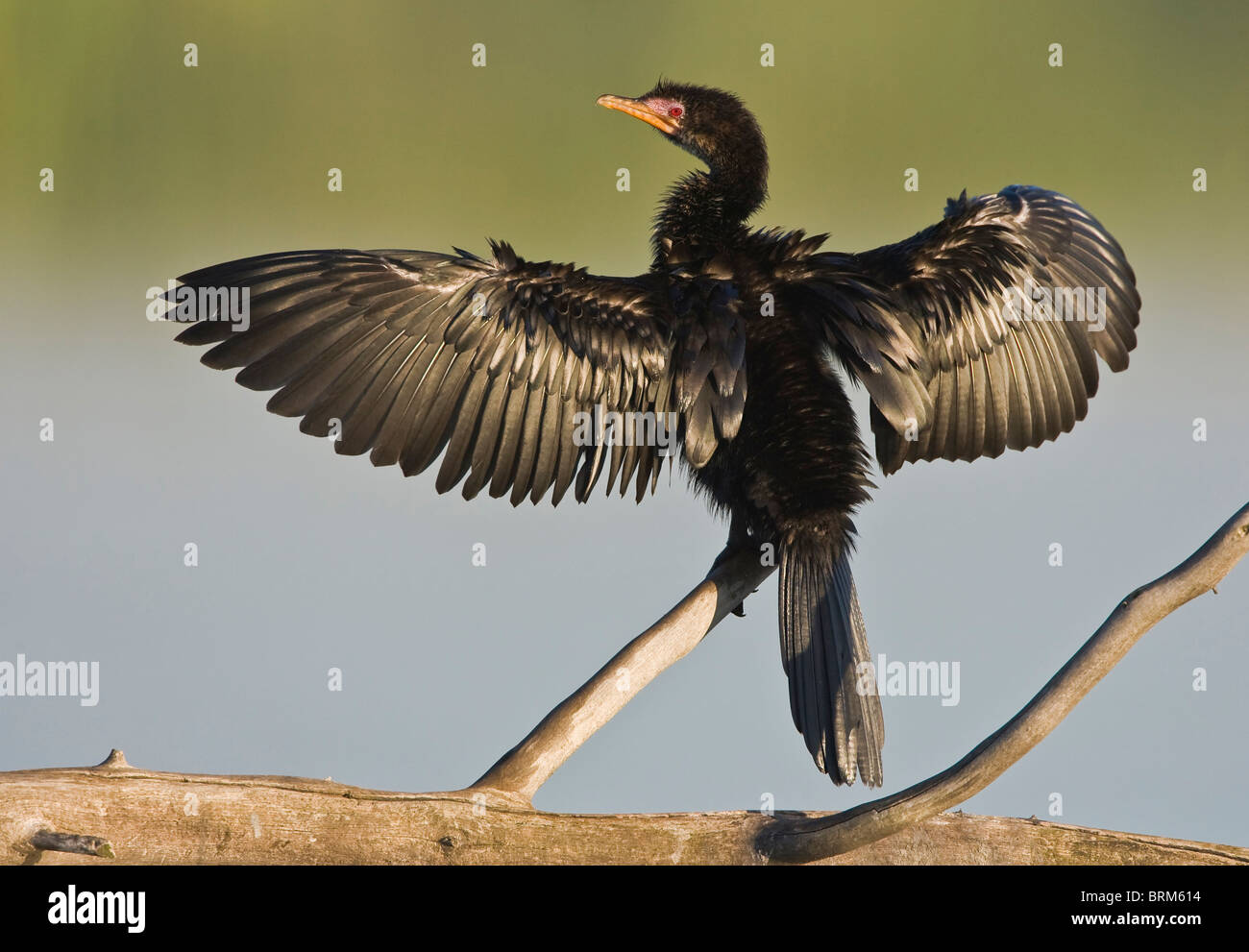 Cormorano Reed asciugando le sue ali Foto Stock