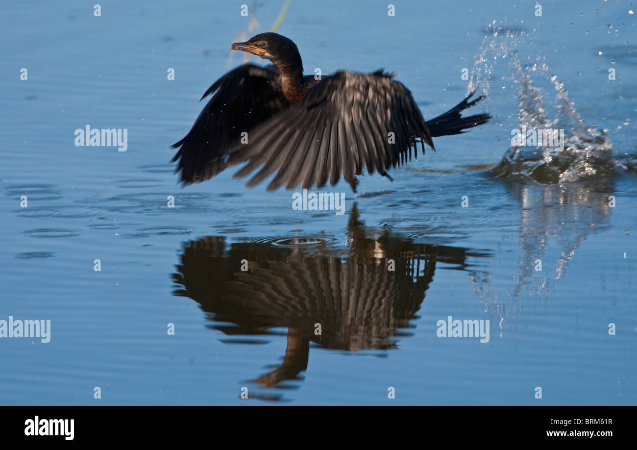 Cormorano Reed di prendere il volo da acqua Foto Stock