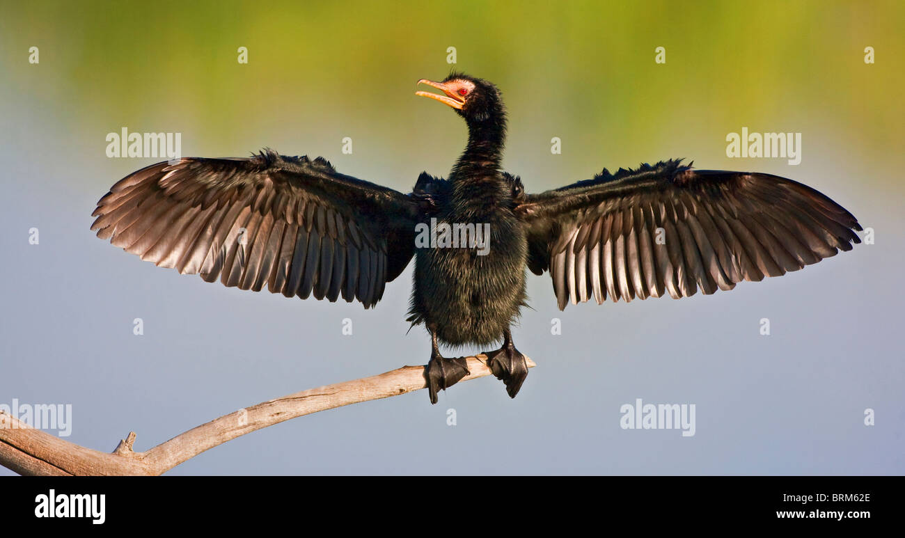 Cormorano Reed asciugando le sue ali Foto Stock