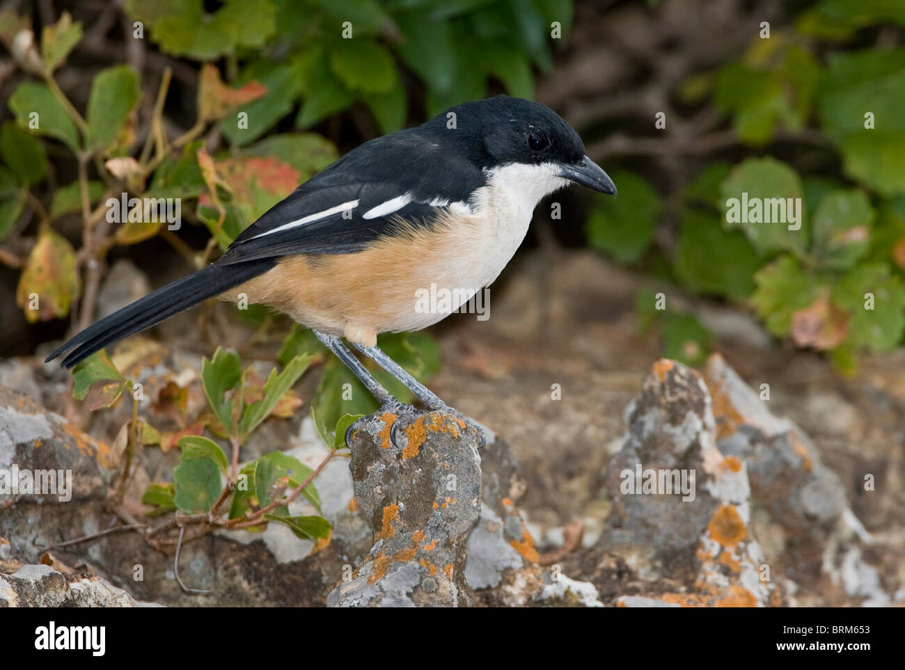 Southern Boubou appollaiato sulla roccia Foto Stock