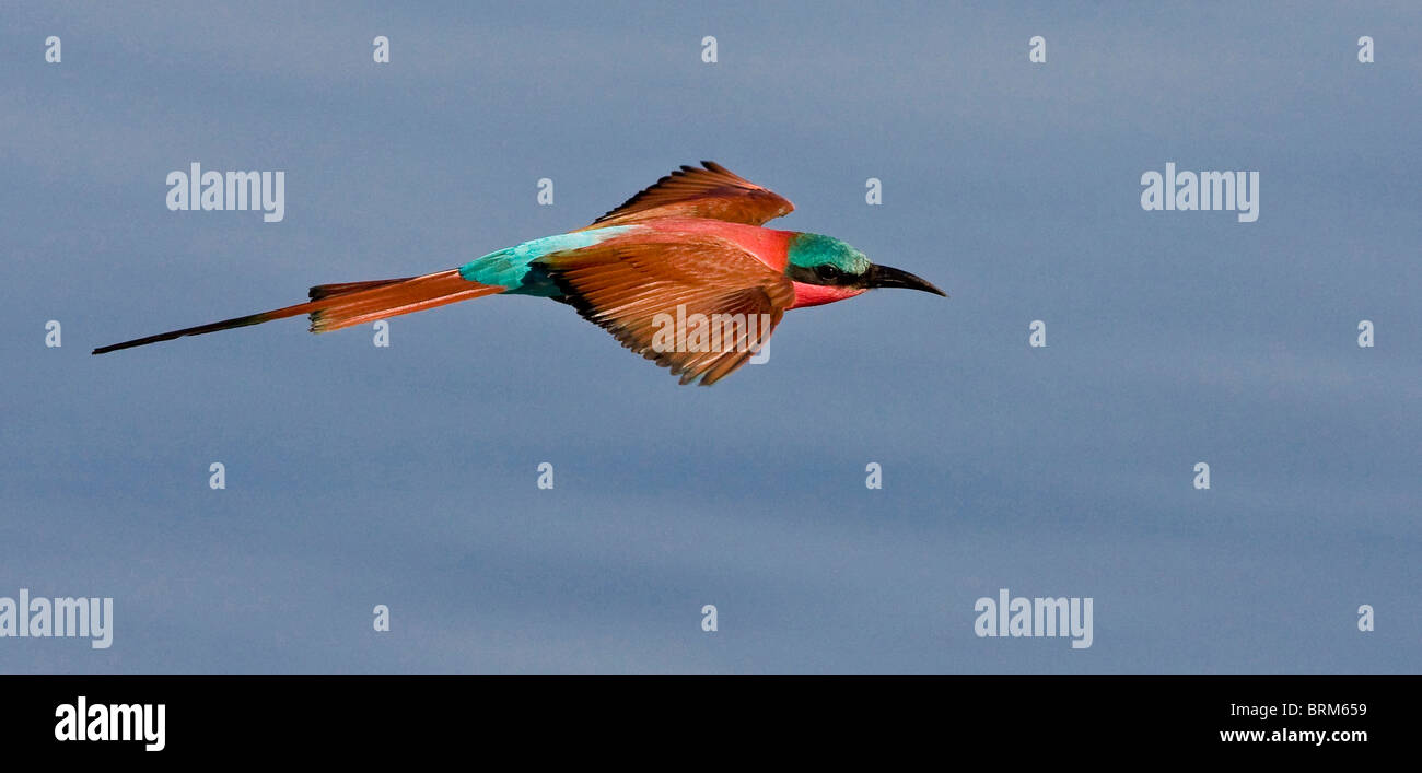 Southern carmine gruccione in volo Foto Stock