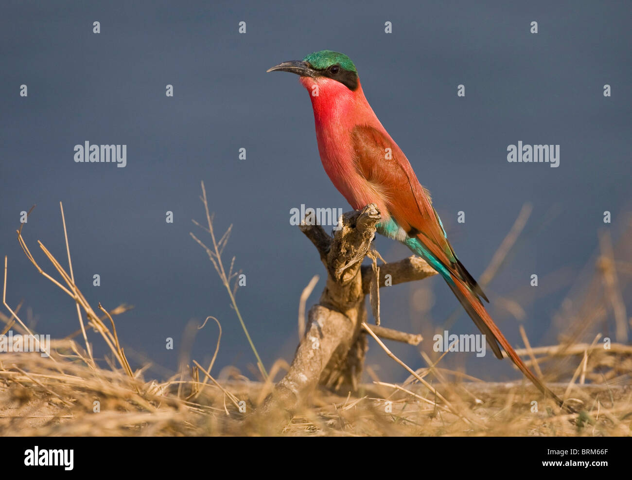 Southern carmine gruccione Foto Stock