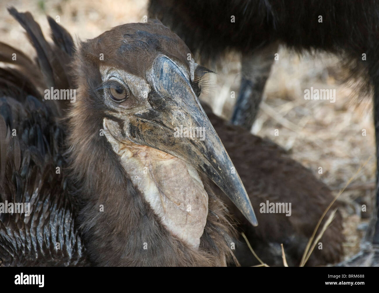 Il novellame di terra del sud-hornbill Foto Stock