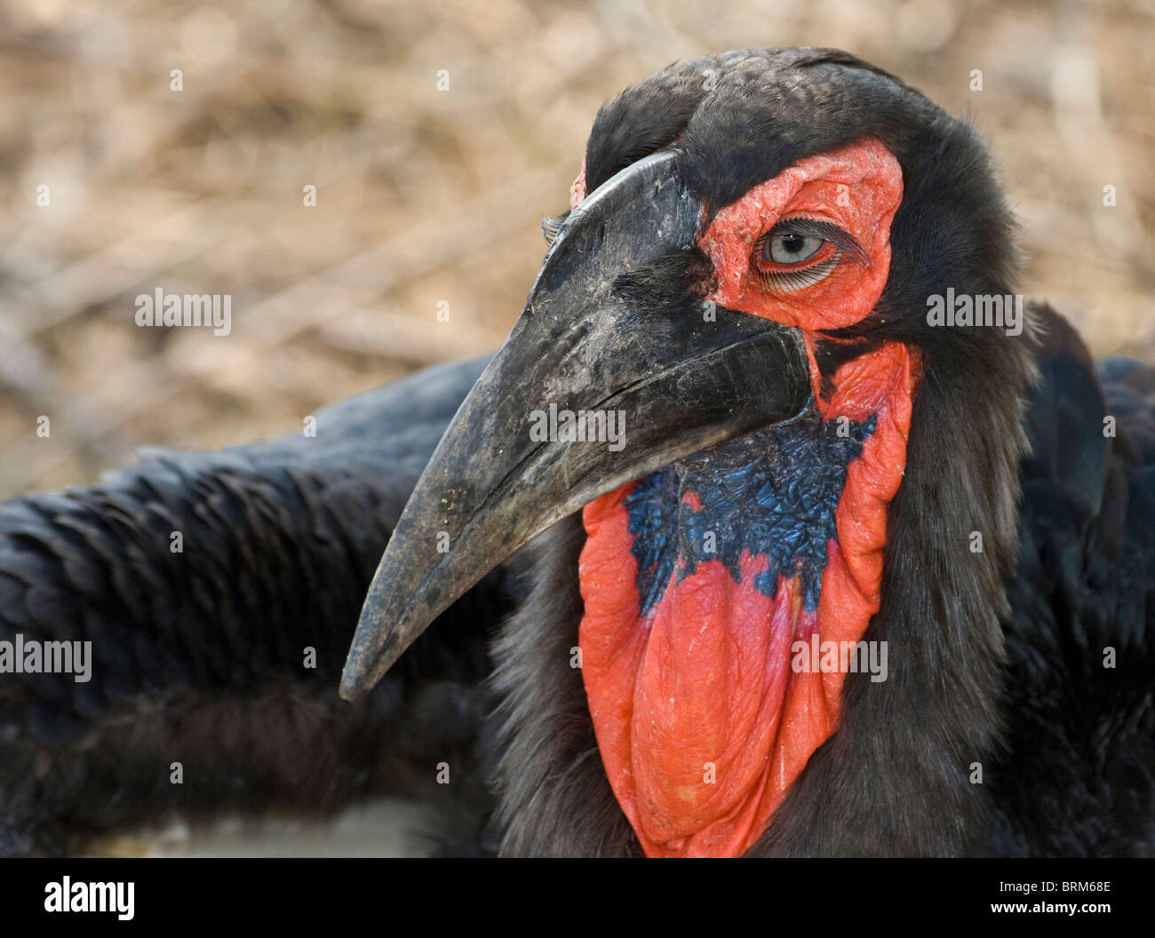 Massa meridionale-hornbill Foto Stock