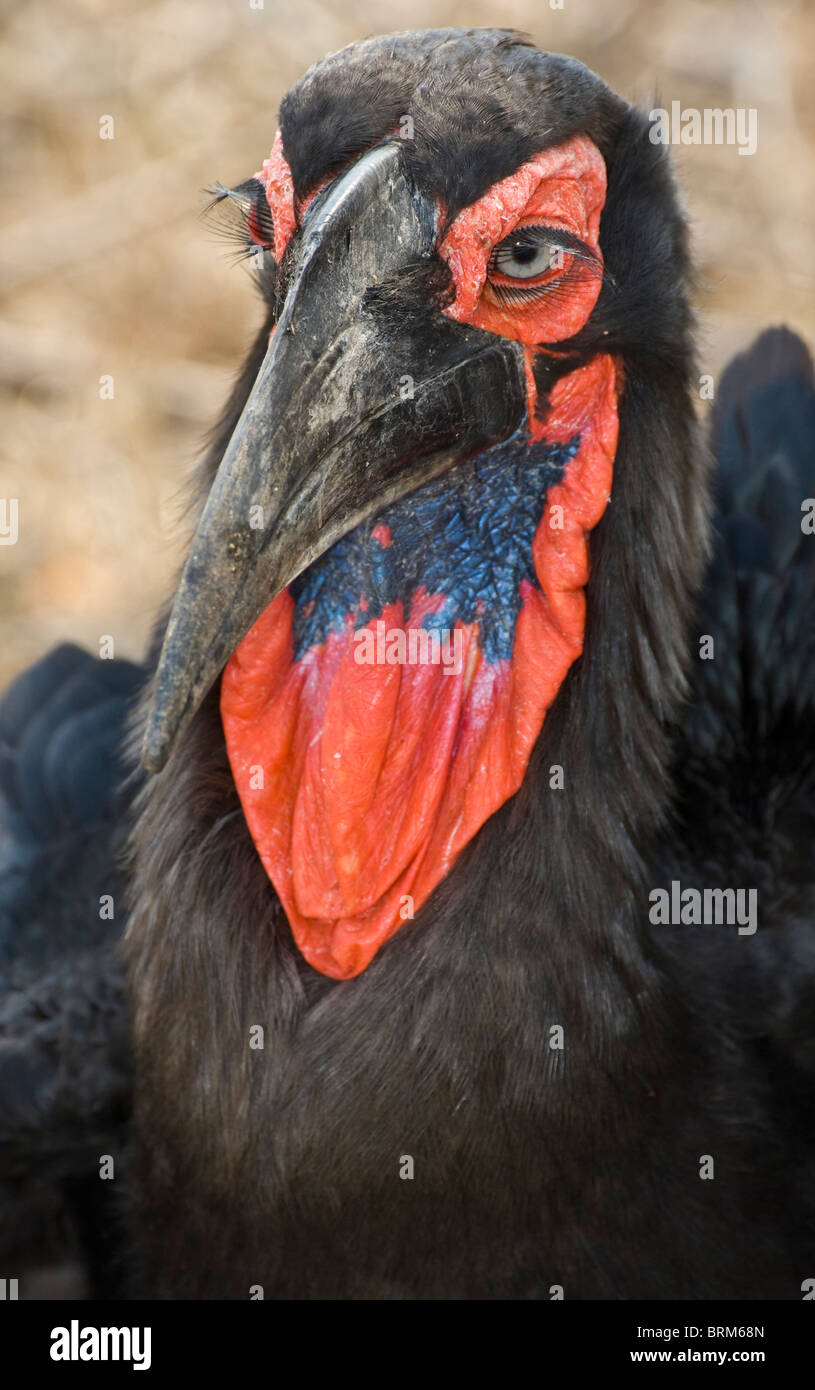 Massa meridionale-hornbill Foto Stock