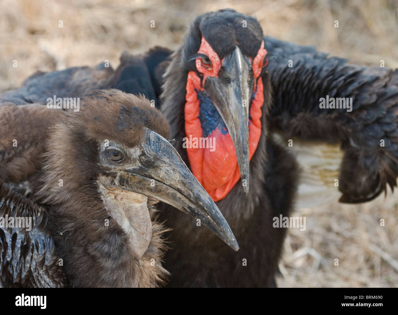 Massa meridionale-hornbill con i bambini Foto Stock