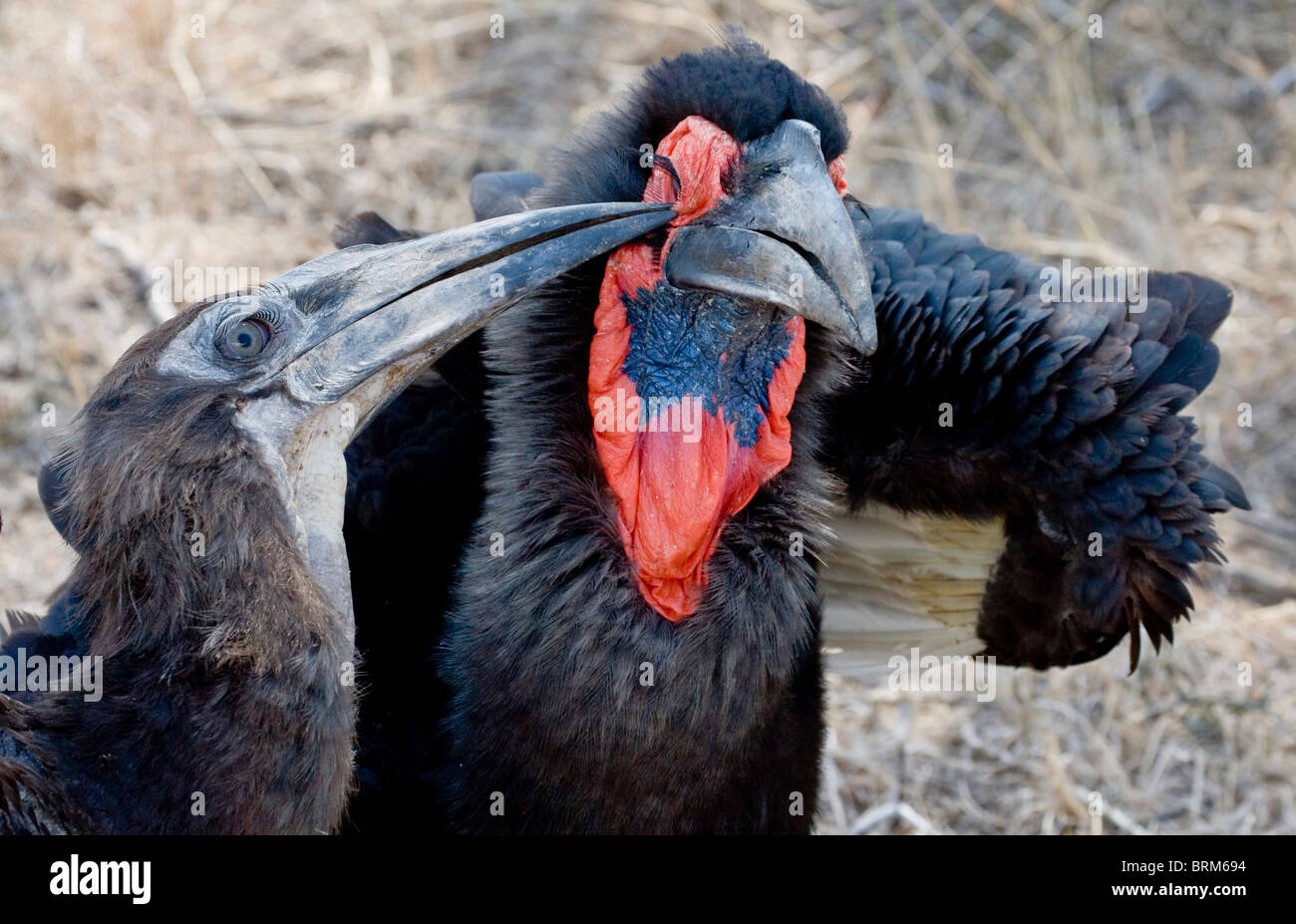 Massa meridionale-hornbill con i bambini Foto Stock