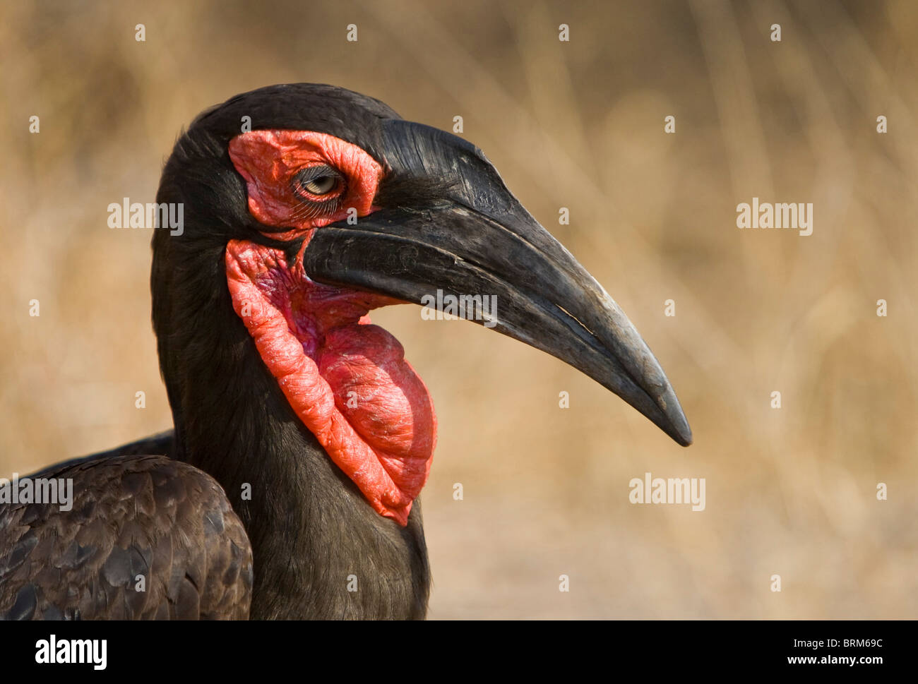 Massa meridionale-hornbill ritratto Foto Stock