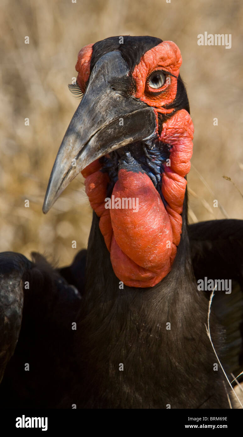 Massa meridionale-hornbill ritratto Foto Stock