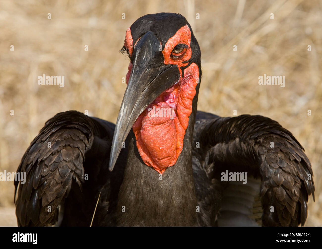 Massa meridionale-hornbill Foto Stock