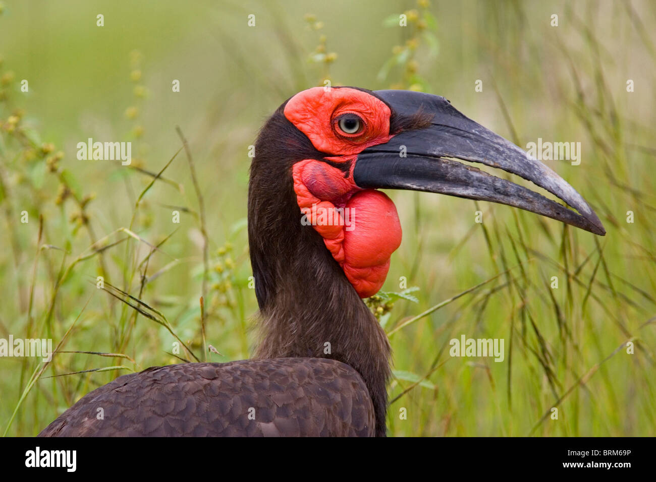 Southern Ground-Hornbill ritratto Foto Stock