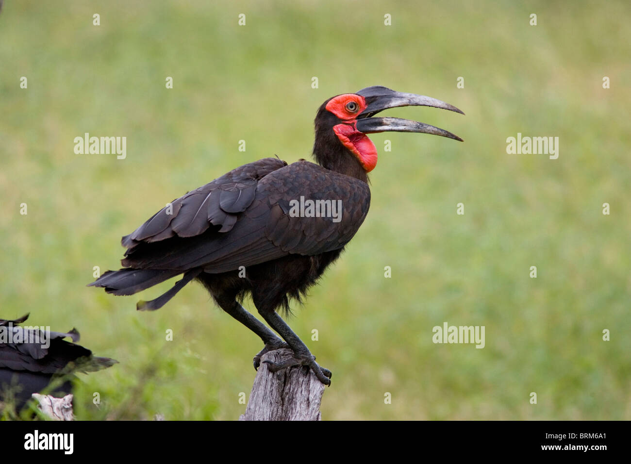 Southern Ground-Hornbill appollaiato sul log Foto Stock