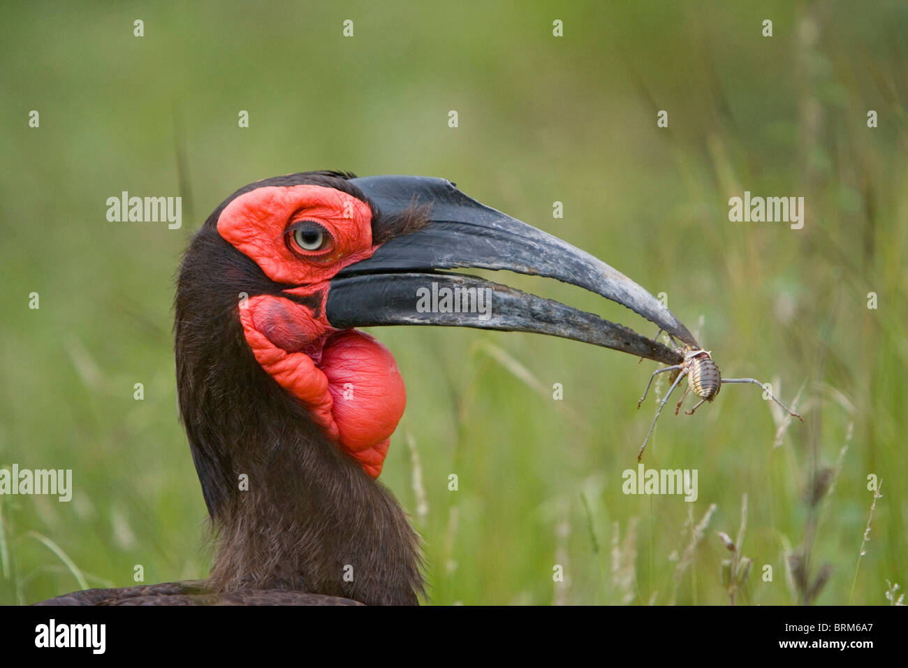 Ground-Hornbill meridionale con gli insetti nella sua bill Foto Stock